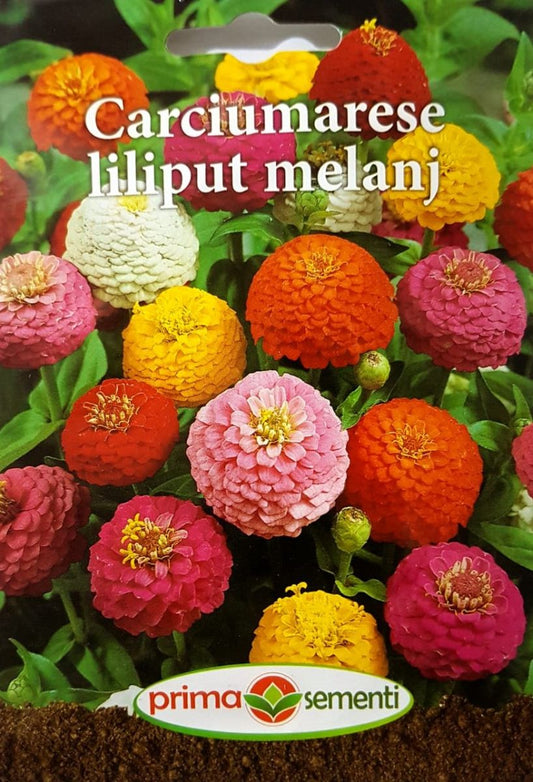 seminte-carciumarese-liliput-mix-de-culori-prima-sementi
