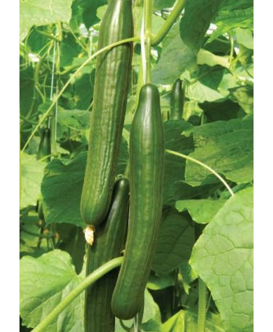 Seminte castravete Bomber Long F1 (100 seminte), Syngenta