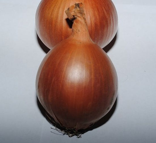 Seminte ceapa galbena Banko F1 (250.000 seminte), Syngenta