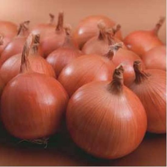 Seminte ceapa galbena Bosko F1 (250.000 seminte), Syngenta