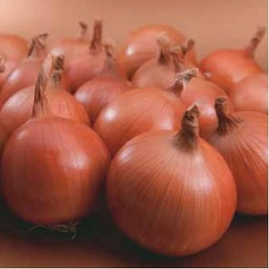 Seminte ceapa galbena Bosko F1 (250.000 seminte), Syngenta