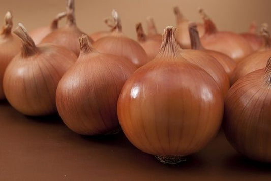 Seminte ceapa galbena Bratko F1 (250.000 seminte), Syngenta