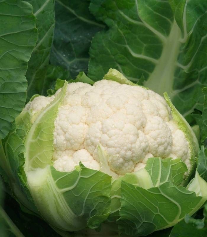 Seminte conopida David F1 (2500 seminte), Syngenta