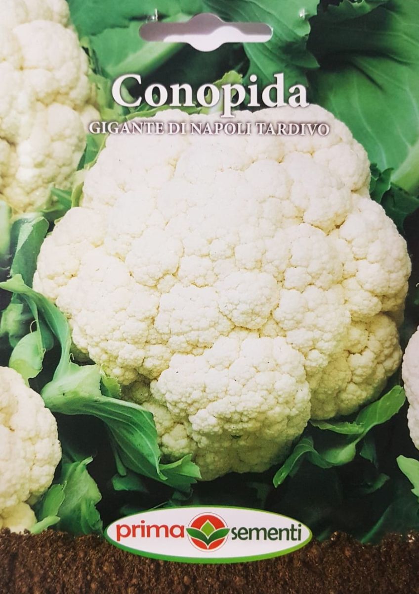 seminte-conopida-gigante-di-napoli-tardivo-prima-sementi