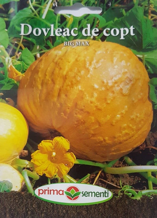 seminte-dovleac-de-copt-soi-autohton-big-max-prima-sementi