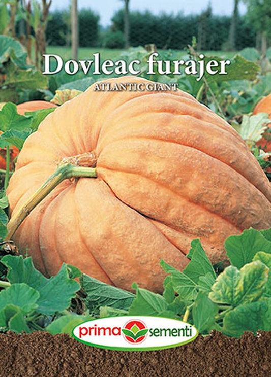 Seminte dovleac furajer Atlantic Giant (5 g), Prima Sementi