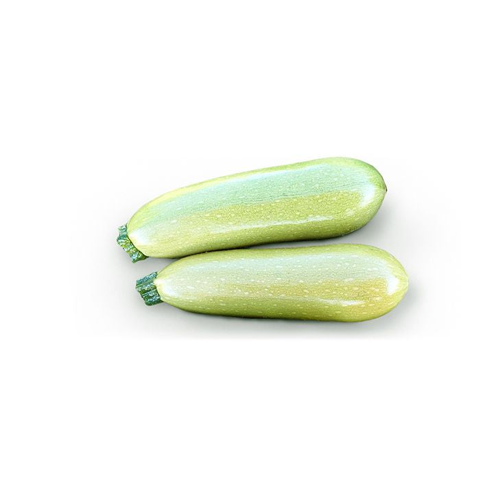 Seminte dovlecei Pascal F1 (250 seminte), Semillas Fito 