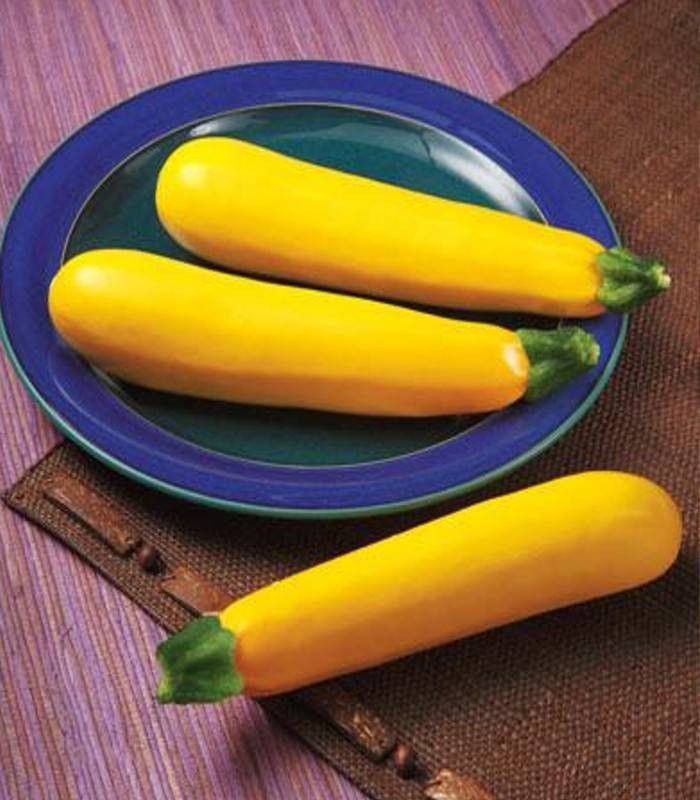 Seminte dovlecel Golden Glory F1 (500 seminte), Syngenta