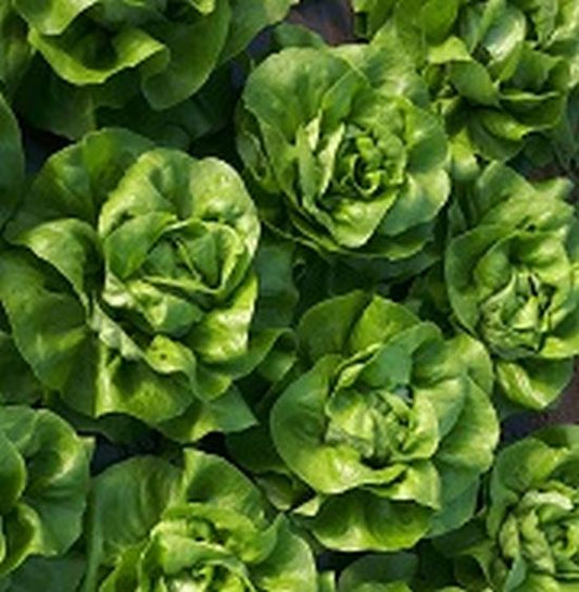 Seminte drajate salata de capatana drajata Meteore (5.000 seminte), Syngenta