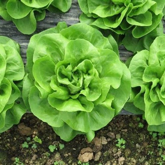 Seminte drajate salata de capatana Shangore Drajat (5.000 seminte), Syngenta