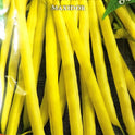 seminte-fasole-fideluta-maxidor-prima-sementi
