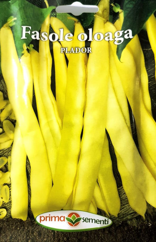 seminte-fasole-lata-galbena-plador-prima-sementi