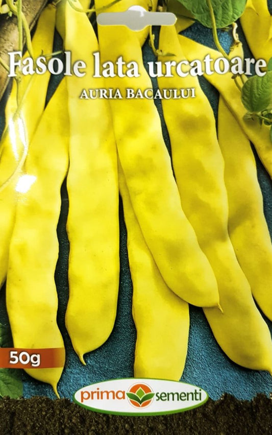 Seminte fasole lata urcatoare Auria Bacaului, Prima Sementi