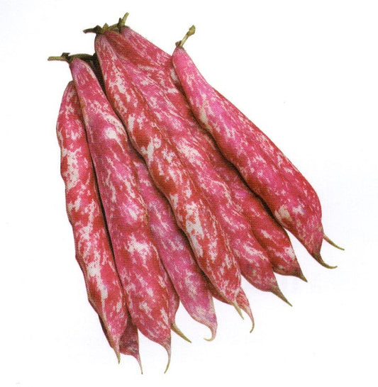 Seminte fasole pentru boabe soi autohton Dalmaziano (250 g), Agrosel