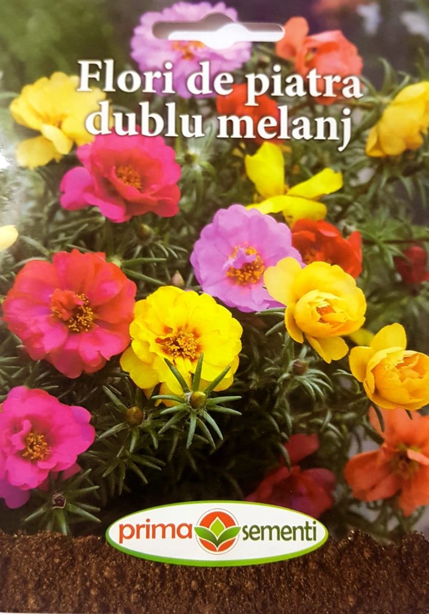 seminte-floare-de-piatra-flori-involte-mix-de-culori-prima-sementi