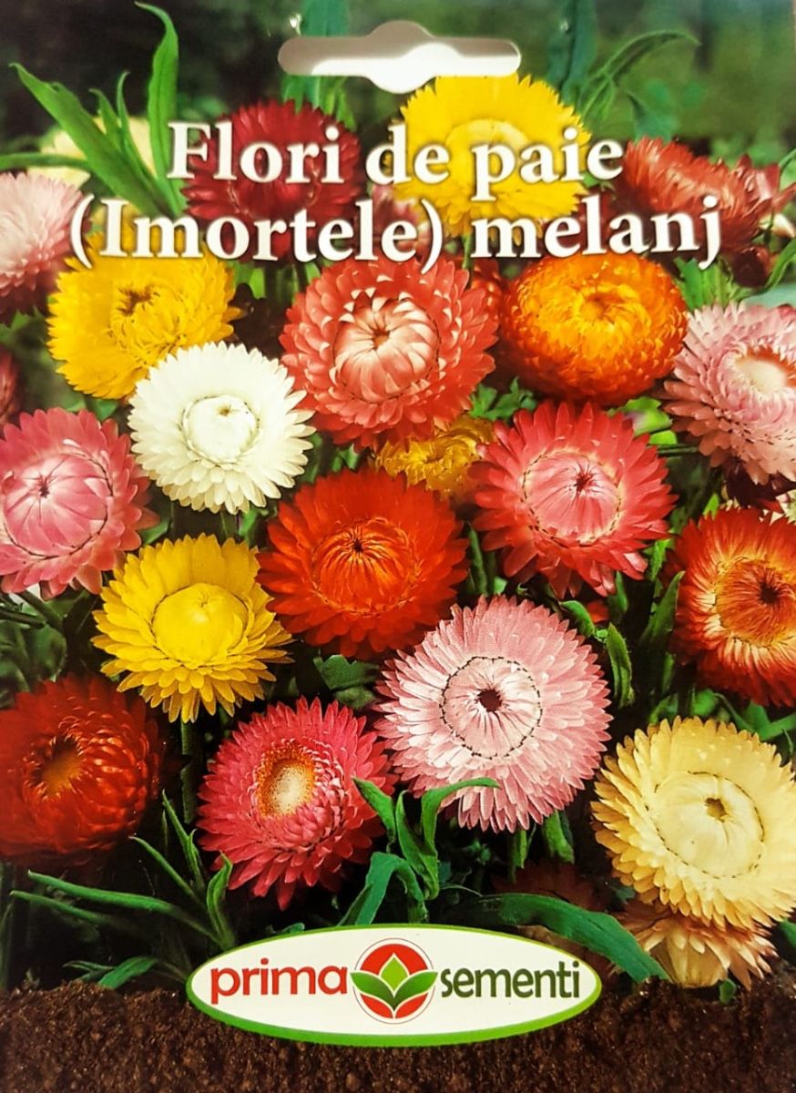 seminte-flori-de-paie-imortele-mix-de-culori-prima-sementi