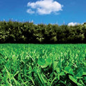 Seminte gazon universal Turfline Eco-Lawn, DLF Trifolium