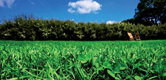 Seminte gazon universal Turfline Eco-Lawn, DLF Trifolium