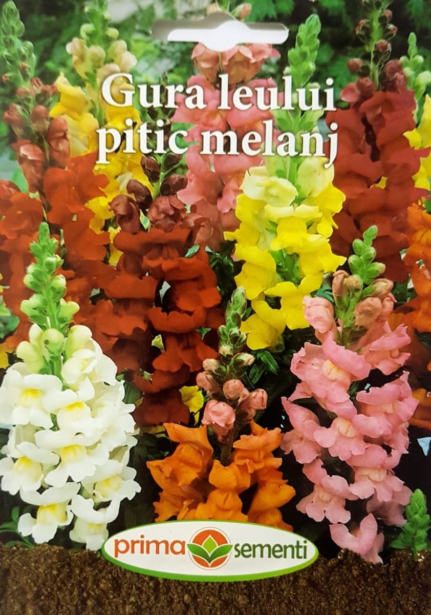 seminte-gura-leului-pitic-mix-de-culori-prima-sementi