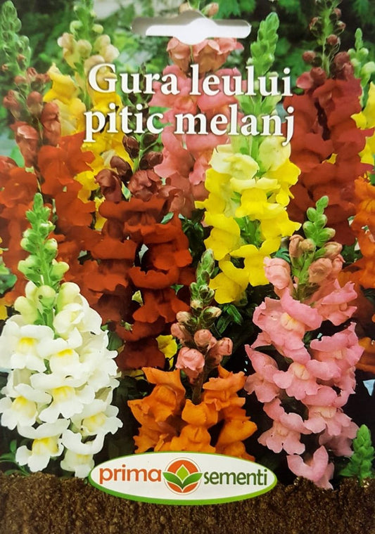 seminte-gura-leului-pitic-mix-de-culori-prima-sementi