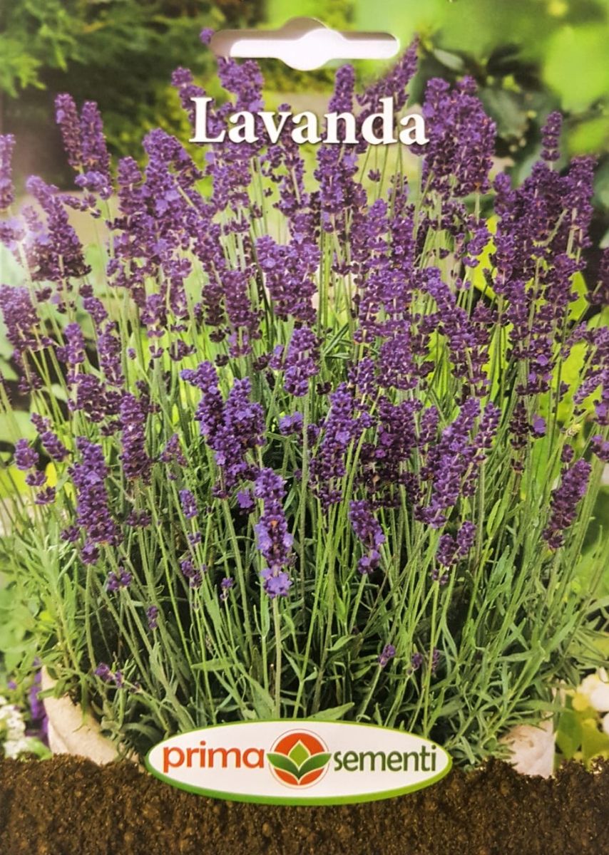 seminte-lavanda-prima-sementi
