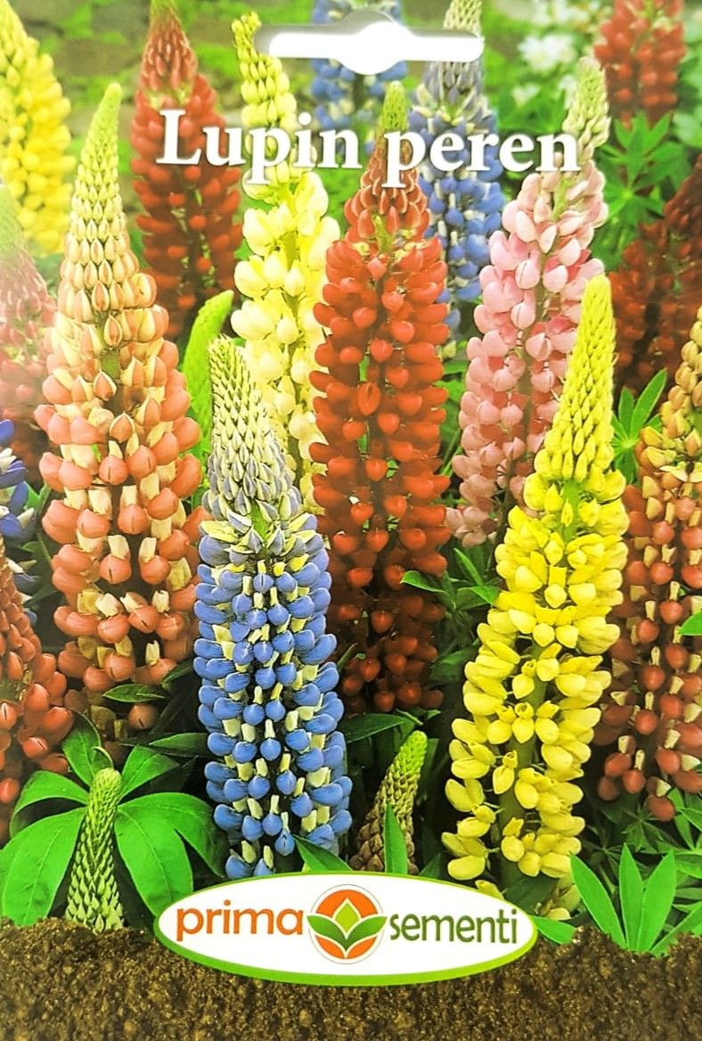 seminte-lupin-peren-mix-de-culori-prima-sementi