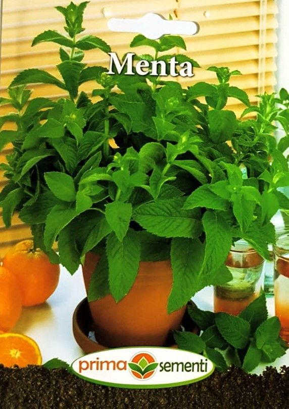 seminte-menta-0-1-g-prima-sementi