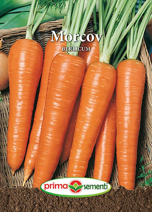Seminte morcov Berlicum (5 g), Prima Sementi