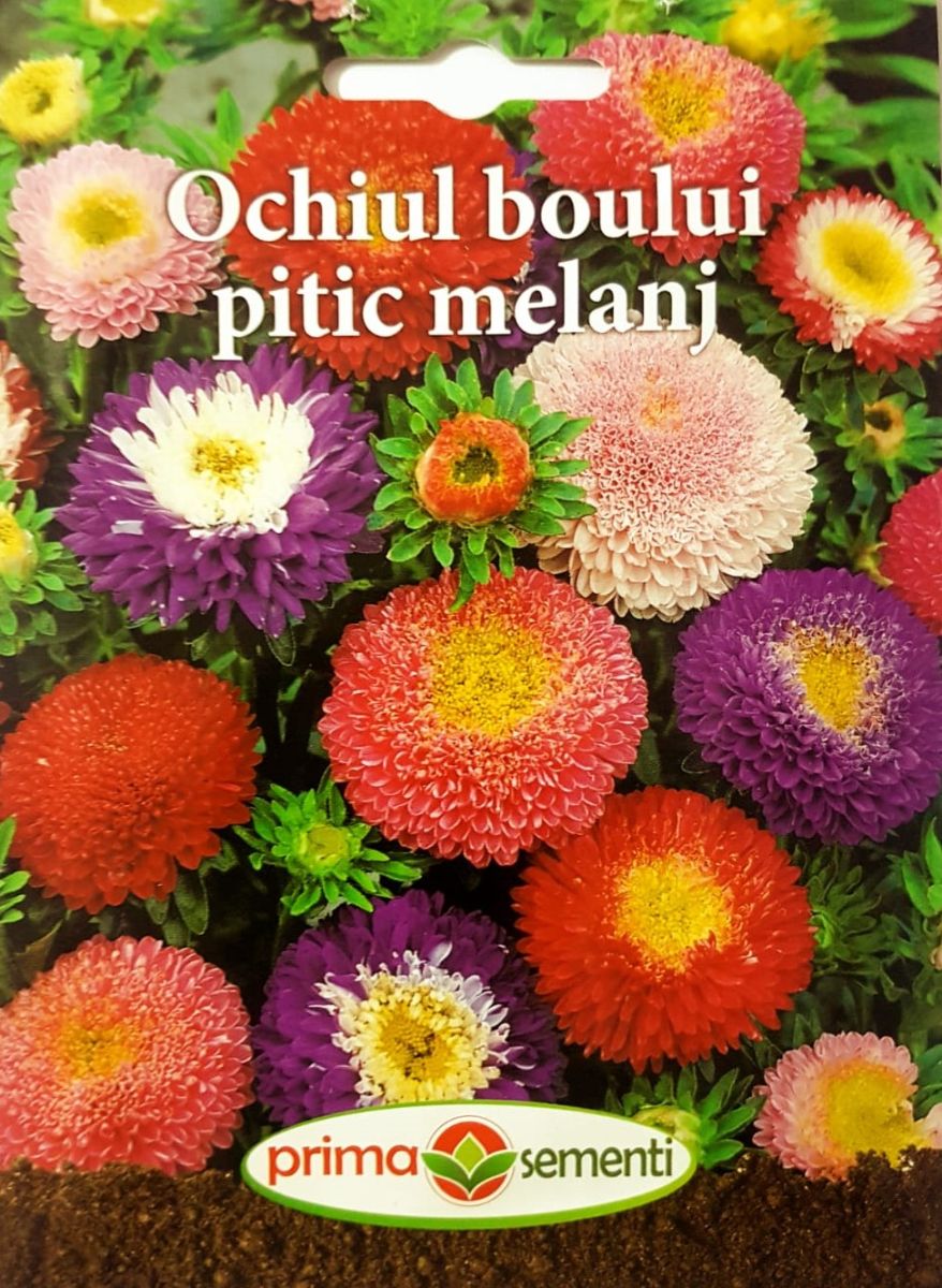 seminte-ochiul-boului-pitic-mix-de-culori-prima-sementi