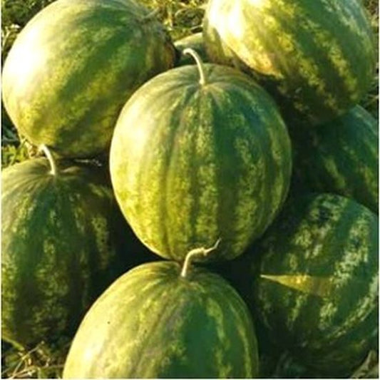 Seminte pepene verde Baraka F1 (1000 seminte), Syngenta