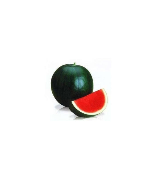 Seminte pepene verde Morena F1 (1000 seminte), Syngenta