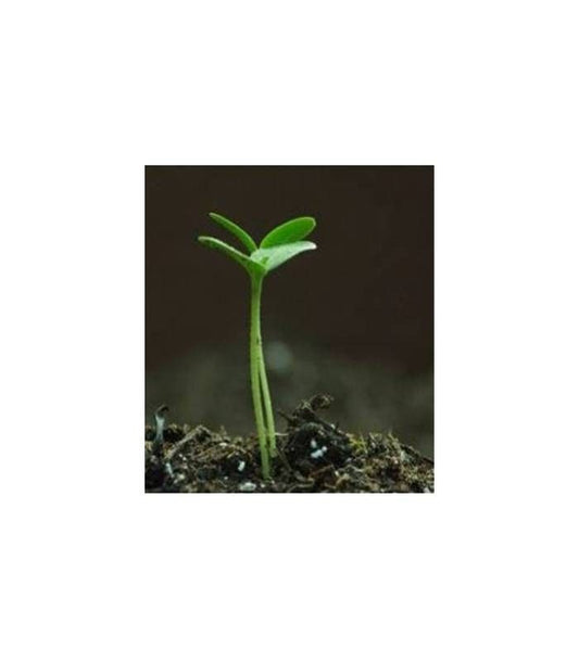 Seminte portaltoi pepene galben si verde Carnivor F1 (1.000 seminte), Syngenta