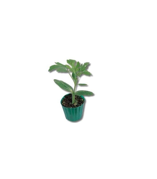Seminte portaltoi pepene verde Emphasis F1 (1.000 seminte), Syngenta