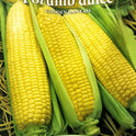 seminte-porumb-zaharat-dulce-golden-bantam-prima-sementi