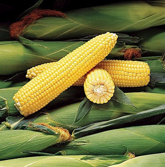 Seminte porumb zaharat (dulce) Jubilee F1 (100.000 seminte), Syngenta