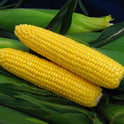 Seminte porumb zaharat (dulce) Spirit F1, Syngenta