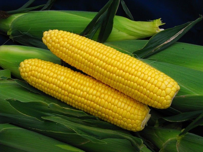 Seminte porumb zaharat (dulce) Spirit F1, Syngenta
