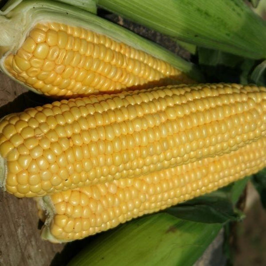 Seminte porumb zaharat (dulce) Starshine F1 (100.000 seminte), Syngenta