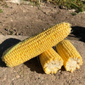 Seminte porumb zaharat (dulce) Tyson F1, Syngenta