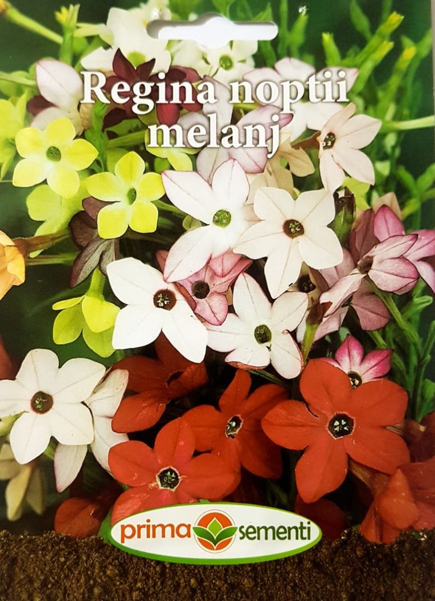 seminte-regina-noptii-mix-de-culori-prima-sementi