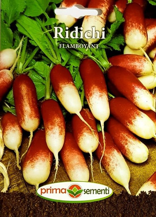 seminte-ridichi-de-luna-flamboyant-prima-sementi