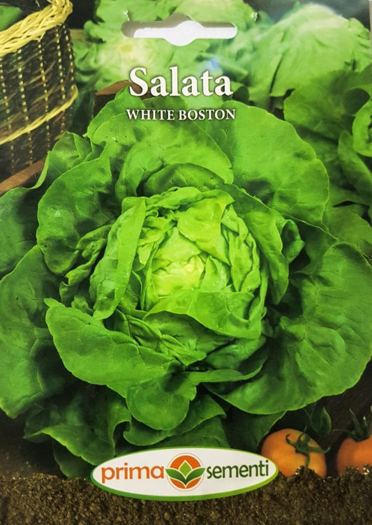 Seminte salata capatana White Boston, Prima Sementi