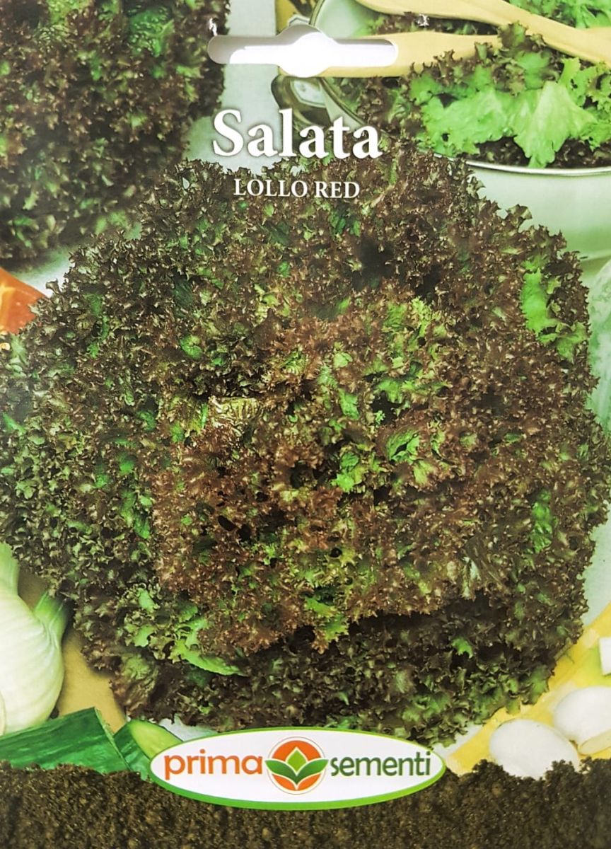 seminte-salata-creata-rosie-lollo-red-prima-sementi