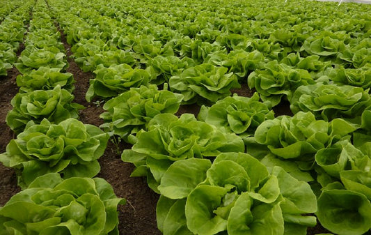 Seminte salata de capatana Centore (5.000 seminte), Syngenta