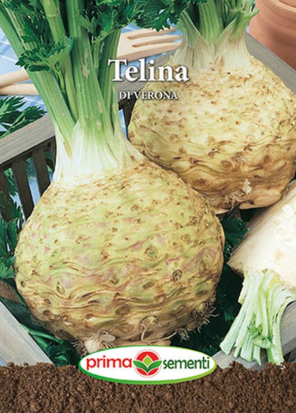 Seminte telina de radacina Di Verona (2 g), Prima Sementi