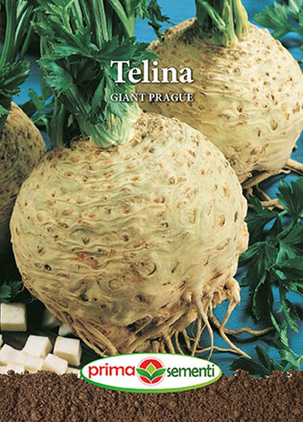 Seminte telina de radacina Giant Prague (2 g), Prima Sementi