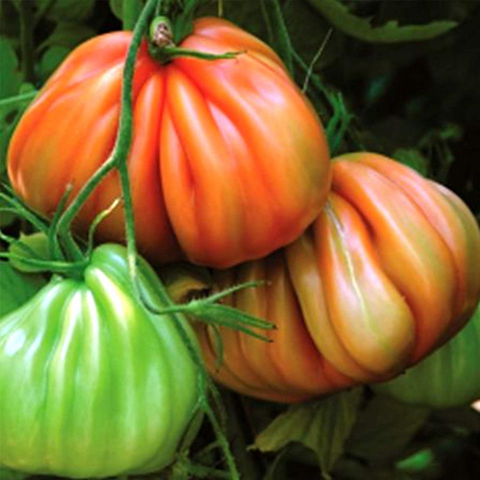 Seminte  tomate Arawak F1 (500 seminte), Syngenta