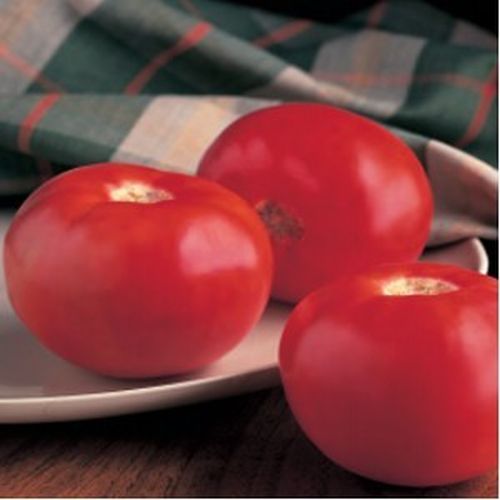Seminte  tomate Bobcat F1 (1000 seminte), Syngenta