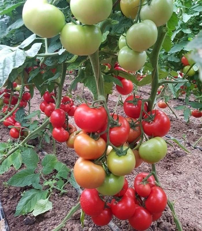 Seminte  tomate Ciciu F1 (500 seminte), Syngenta