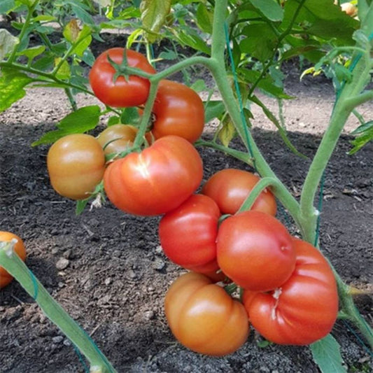 Seminte  tomate Devonet F1 (500 seminte), Syngenta
